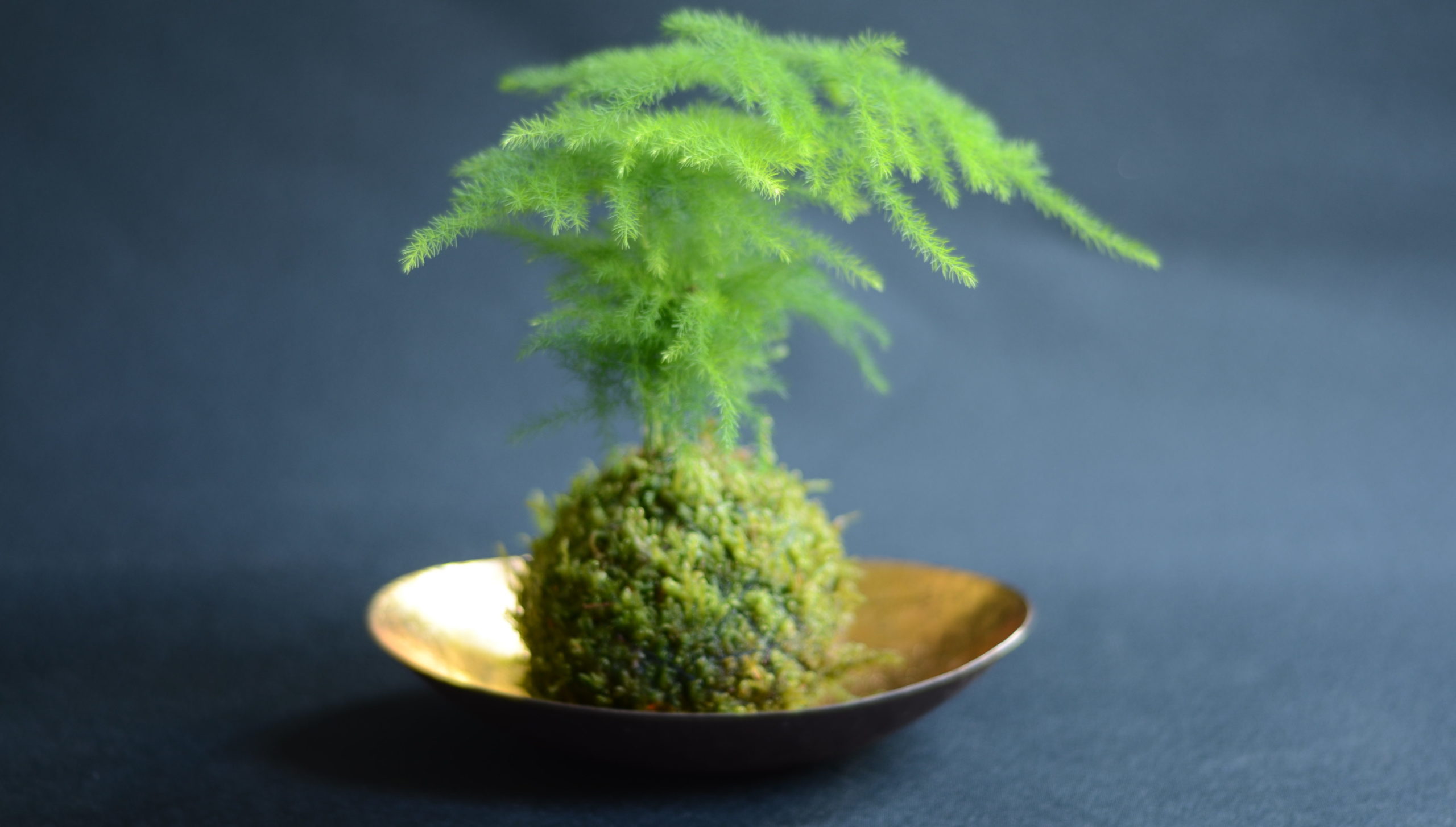 kokedama