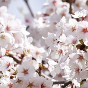 Japon: Cours de préparation au voyage du 28/02