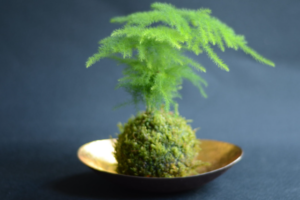 atelier kokedama